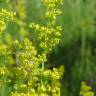 Fotografia 12 da espécie Galium verum subesp. verum do Jardim Botânico UTAD