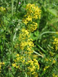 Fotografia da espécie Galium verum subesp. verum