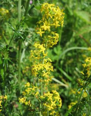 Fotografia 13 da espécie Galium verum subesp. verum no Jardim Botânico UTAD