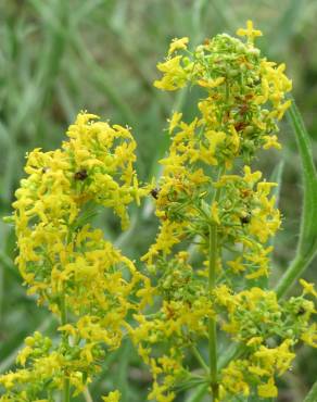 Fotografia 15 da espécie Galium verum subesp. verum no Jardim Botânico UTAD