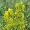 Fotografia 15 da espécie Galium verum subesp. verum do Jardim Botânico UTAD