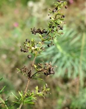 Fotografia 16 da espécie Galium verum subesp. verum no Jardim Botânico UTAD