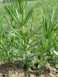 Fotografia da espécie Galium verum subesp. verum