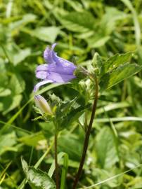 Fotografia da espécie Campanula trachelium