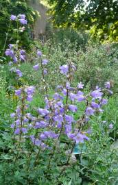 Fotografia da espécie Campanula trachelium