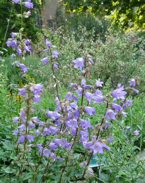 Fotografia 3 da espécie Campanula trachelium no Jardim Botânico UTAD