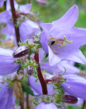 Fotografia 1 da espécie Campanula trachelium no Jardim Botânico UTAD