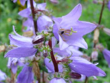 Fotografia da espécie Campanula trachelium