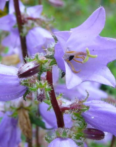 Fotografia de capa Campanula trachelium - do Jardim Botânico