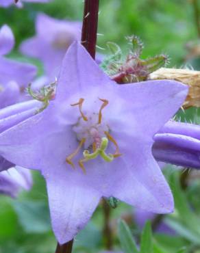 Fotografia 4 da espécie Campanula trachelium no Jardim Botânico UTAD