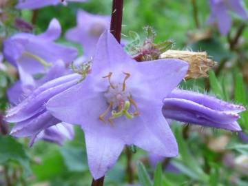 Fotografia da espécie Campanula trachelium