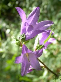 Fotografia da espécie Campanula trachelium