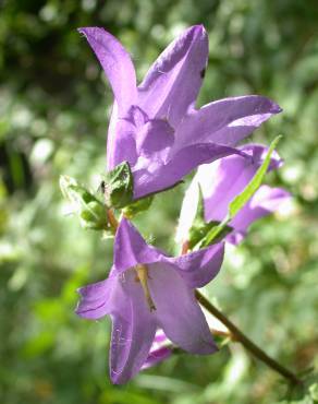 Fotografia 5 da espécie Campanula trachelium no Jardim Botânico UTAD