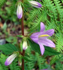 Fotografia da espécie Campanula trachelium