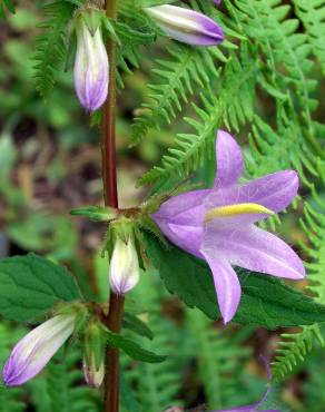 Fotografia 6 da espécie Campanula trachelium no Jardim Botânico UTAD