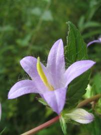 Fotografia da espécie Campanula trachelium