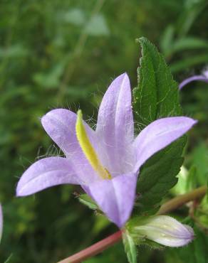 Fotografia 7 da espécie Campanula trachelium no Jardim Botânico UTAD