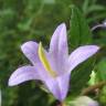 Fotografia 7 da espécie Campanula trachelium do Jardim Botânico UTAD