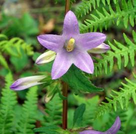 Fotografia da espécie Campanula trachelium