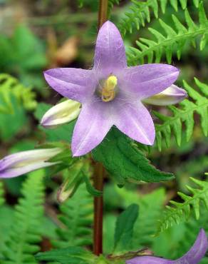 Fotografia 8 da espécie Campanula trachelium no Jardim Botânico UTAD