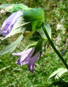 Fotografia 9 da espécie Campanula trachelium no Jardim Botânico UTAD