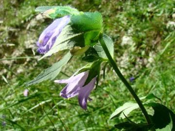 Fotografia da espécie Campanula trachelium