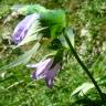 Fotografia 9 da espécie Campanula trachelium do Jardim Botânico UTAD