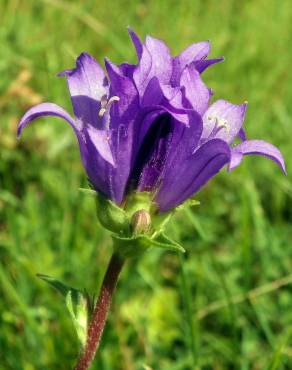 Fotografia 1 da espécie Campanula glomerata no Jardim Botânico UTAD