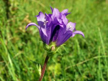 Fotografia da espécie Campanula glomerata