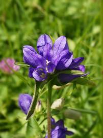 Fotografia da espécie Campanula glomerata