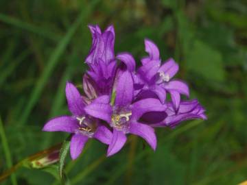 Fotografia da espécie Campanula glomerata