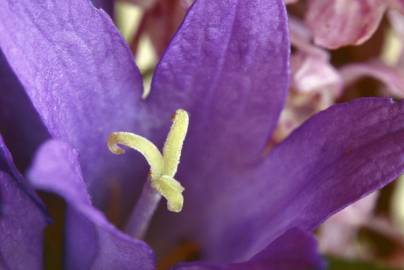 Fotografia da espécie Campanula glomerata