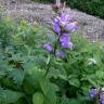 Fotografia 5 da espécie Campanula glomerata do Jardim Botânico UTAD