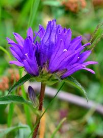 Fotografia da espécie Campanula glomerata