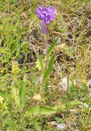 Fotografia da espécie Campanula glomerata