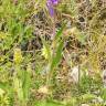 Fotografia 7 da espécie Campanula glomerata do Jardim Botânico UTAD