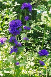 Fotografia da espécie Campanula glomerata