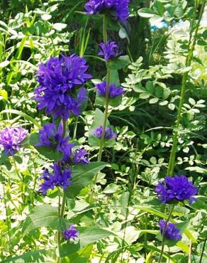 Fotografia 8 da espécie Campanula glomerata no Jardim Botânico UTAD