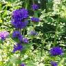 Fotografia 8 da espécie Campanula glomerata do Jardim Botânico UTAD