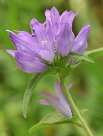 Fotografia da espécie Campanula glomerata