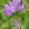 Fotografia 9 da espécie Campanula glomerata do Jardim Botânico UTAD