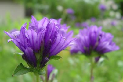 Fotografia da espécie Campanula glomerata