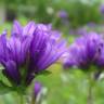 Fotografia 10 da espécie Campanula glomerata do Jardim Botânico UTAD