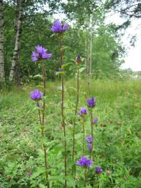 Fotografia da espécie Campanula glomerata