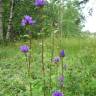 Fotografia 11 da espécie Campanula glomerata do Jardim Botânico UTAD