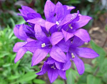 Fotografia da espécie Campanula glomerata