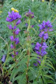 Fotografia da espécie Campanula glomerata