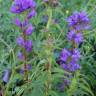 Fotografia 13 da espécie Campanula glomerata do Jardim Botânico UTAD