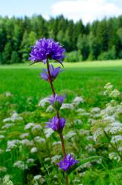 Fotografia da espécie Campanula glomerata