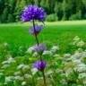 Fotografia 14 da espécie Campanula glomerata do Jardim Botânico UTAD